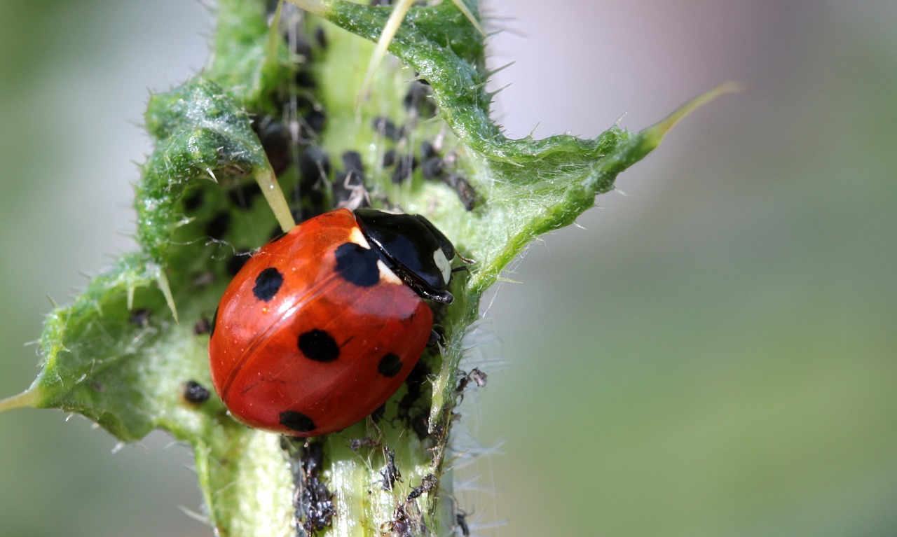 The Benefits of Eco-Friendly Pest Control